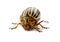 Colorado beetle isolated