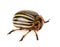 Colorado beetle isolated on the white background