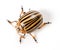 Colorado beetle isolated on a white background