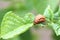 Colorado beetle larva