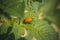 Colorado beetle larva on potato leaf.