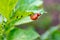 Colorado beetle larvae eating organically growing potatoes. Close up. Isolated focus