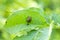 Colorado beetle on the leaf of the potato. Adult insect. Plant damaged pest