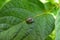 Colorado Beetle - Leptinotarsa decemlineata