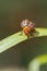 Colorado beetle - Leptinotarsa decemlineata