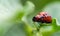 Colorado beetle Leptinotarsa decemlineata larva eating leaf of potato plant.