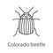 Colorado beetle linear icon