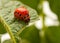 Colorado beetle macro