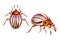 Colorado beetle, potato bug realistic striped pest