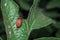 Colorado beetle\'s larva feeding