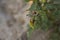 Colorado beetle on a sheet of potato bush in the garden. A dangerous pest for agriculture. Macro.