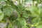 Colorado beetle on a sheet of potato bush in the garden. A dangerous pest for agriculture. Macro.