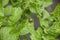 Colorado beetle sitting on a potato leaf.