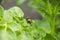 Colorado beetle sitting on a potato leaf.