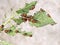 Colorado beetle young feeding on potato plant. Leptinotarsa decemlineata.