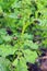 Colorado beetles eating young potato leaves. Parasites in agriculture