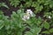 Colorado beetles, Leptinotarsa decemlineata. White flowers potato