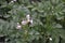 Colorado beetles, Leptinotarsa decemlineata. White flowers potato