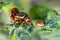 Colorado beetles mating during the sitting on a potato bush