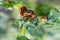 Colorado beetles mating during the sitting on a potato bush