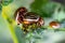 Colorado beetles mating during the sitting on a potato bush