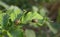 Colorado beetles, potato beetle, Colorado potato beetle, Leptinotarsa decemlineata sit on the leaves of young potatoes. pests of