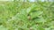 Colorado beetles sitting on the leaf of potato