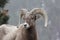 Colorado Bighorn Sheep