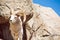 Colorado Bighorn Sheep