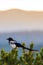 Colorado black billed magpie