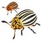 Colorado black-and-yellow beetle. Vector isolated