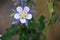 Colorado Blue Columbine Flower Bloom