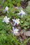 Colorado Blue Columbines Aquilegia caerulea growing near Aspen Colorado