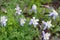 Colorado Blue Columbines Aquilegia caerulea growing near Aspen Colorado