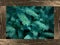 Colorado Blue Spruce framed by weathered fence panels