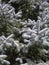 Colorado Blue Spruce (Picea pungens Engelm)