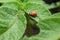 The Colorado bug eating potato leaves. Potato beetle, red larva eating plants