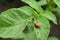 The Colorado bug eating potato leaves. Potato beetle, red larva eating plants