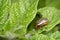 Colorado bug eats potato greens