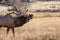 Colorado Bull Elk Bugling in the Meadow