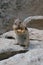a Colorado chipmunk eating on a piece of bread on a rock