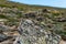 Colorado chipmunk on the rock bith blurred background of greenery and rock