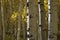 Colorado Color: Birches and Gold