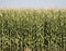 Colorado Corn Harvest