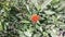 Colorado Dandelion - Flower Macro