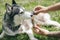 Colorado Dog Enjoying CBD Treats