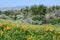 Colorado Front Range landscape looking towards Rocky Mountains