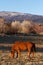 Colorado Horse Ranch