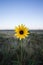 Colorado lone sunflower