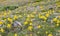 Colorado Mountain Wildflowers